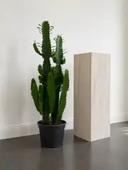 Euphorbia Acrurensis Çok Köklü 90 cm 2