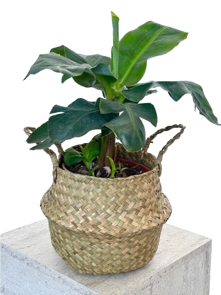 Muz Bitkisi ( Banana Plant ) 60 cm 