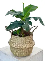 Muz Bitkisi ( Banana Plant ) 60 cm  1