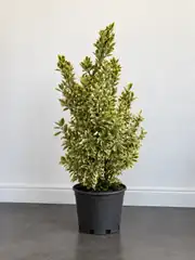 Alacalı Japon Taflanı | Euonymus japonicus 2