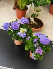 Ortanca (Hydrangea) Bitkisi Mor 2