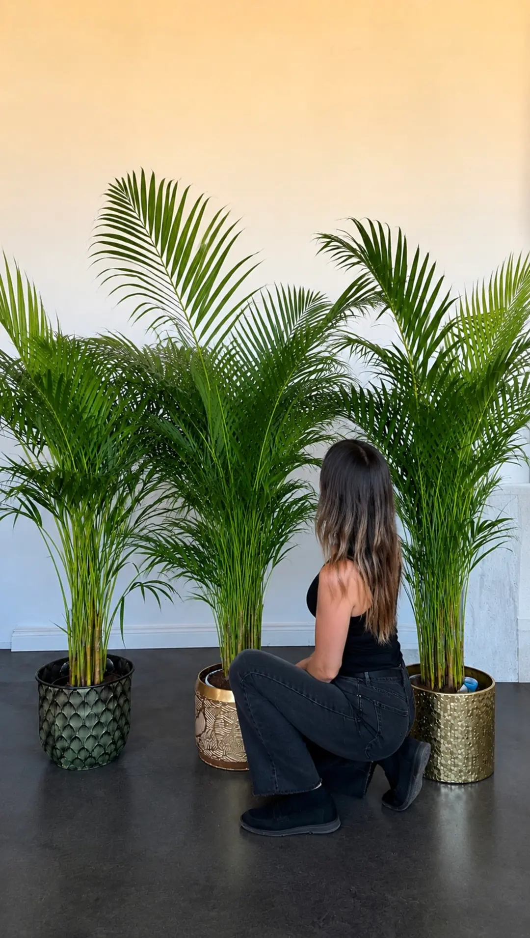 Areka Palmiyesi ( Dypsis Lutescens ) 170-190 cm İthal Sık Köklü 5
