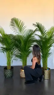 Areka Palmiyesi ( Dypsis Lutescens ) 170-190 cm İthal Sık Köklü 5