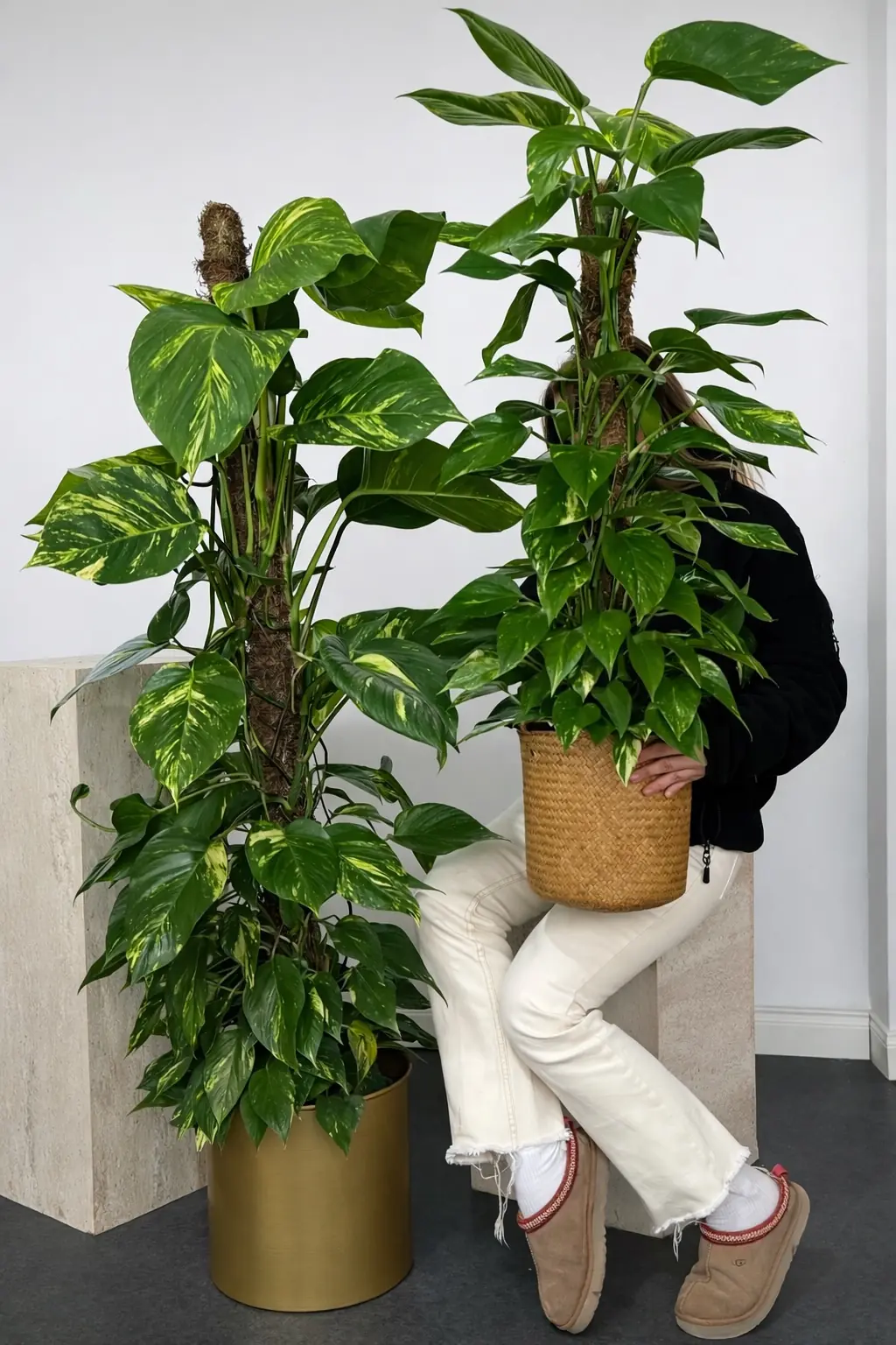 Patos Salon Sarmaşığı 100-110 cm Yosun Çubuklu ( Golden Pothos - Epipremnum Aureum ) 3