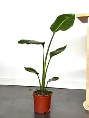 Starliçe (Strelitzia Nicolai) Bitkisi 90-100 cm 2