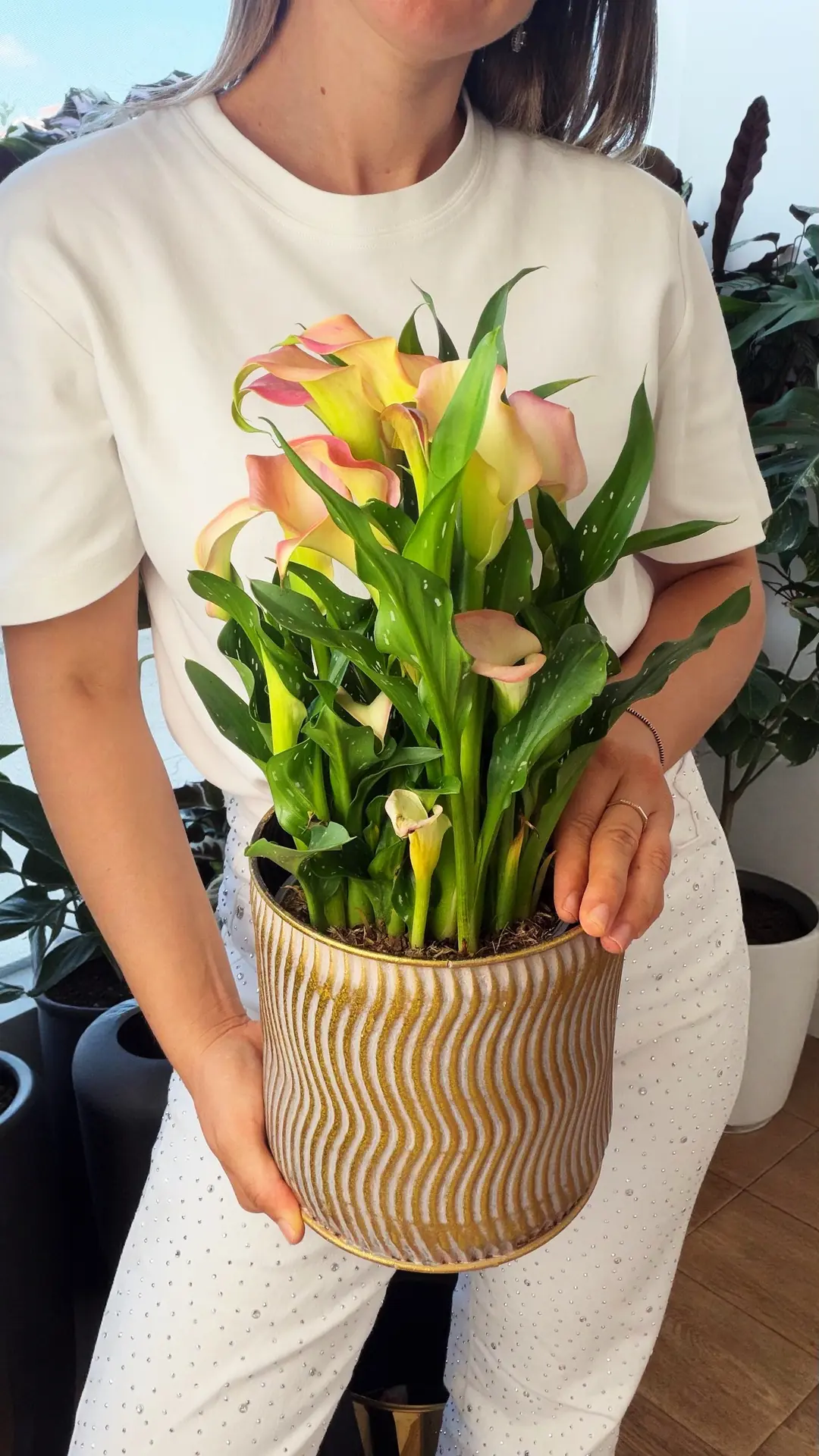 Gala ( Zantedeschia ) Çiçeği Beyaz veya Pembe 4
