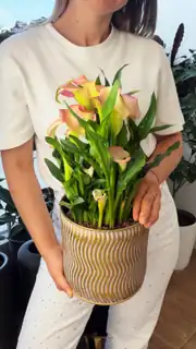 Gala ( Zantedeschia ) Çiçeği Beyaz veya Pembe 4