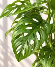 Monstera Adansonii (Monkey Mask) Bitkisi Masa Boy 3
