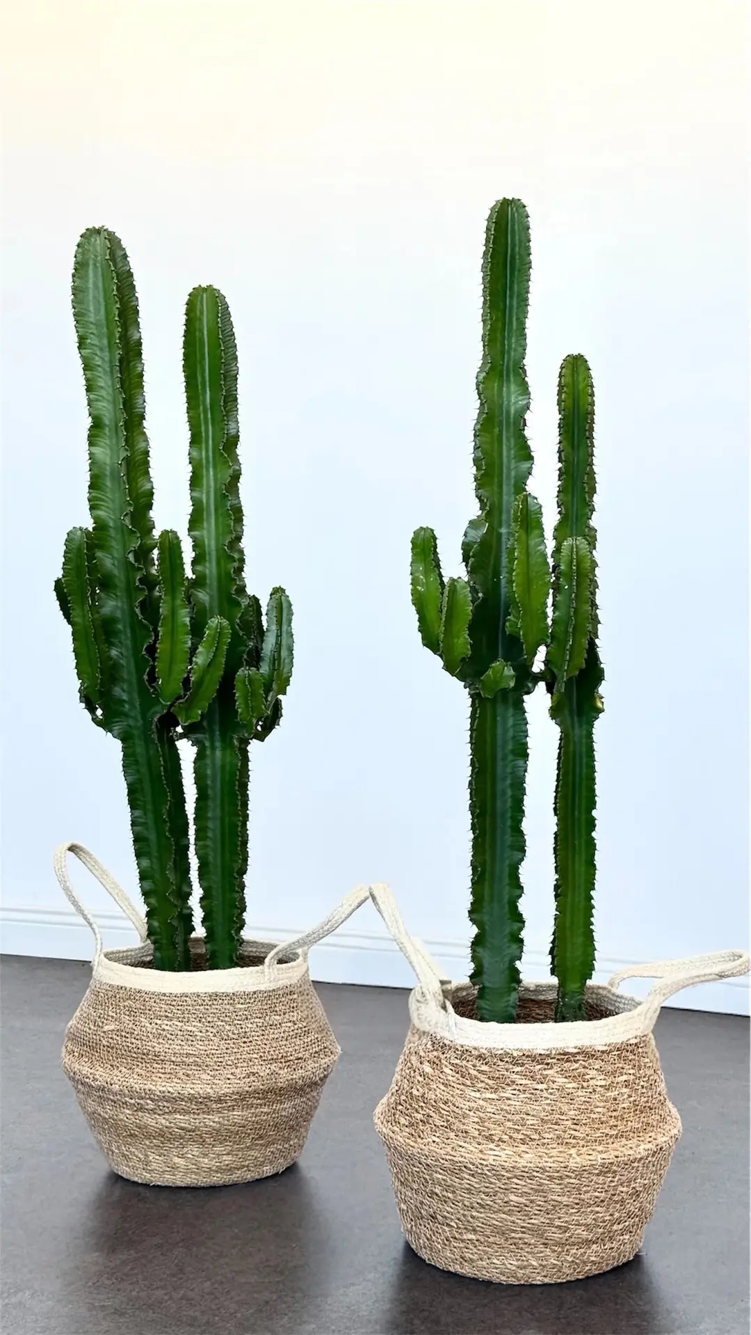 Euphorbia Ingens ( Eritrea ) Çok Köklü Kaktüs 130-140 cm 4