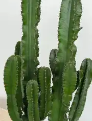 Euphorbia Ingens ( Eritrea ) Çok Köklü Kaktüs 130-140 cm 2