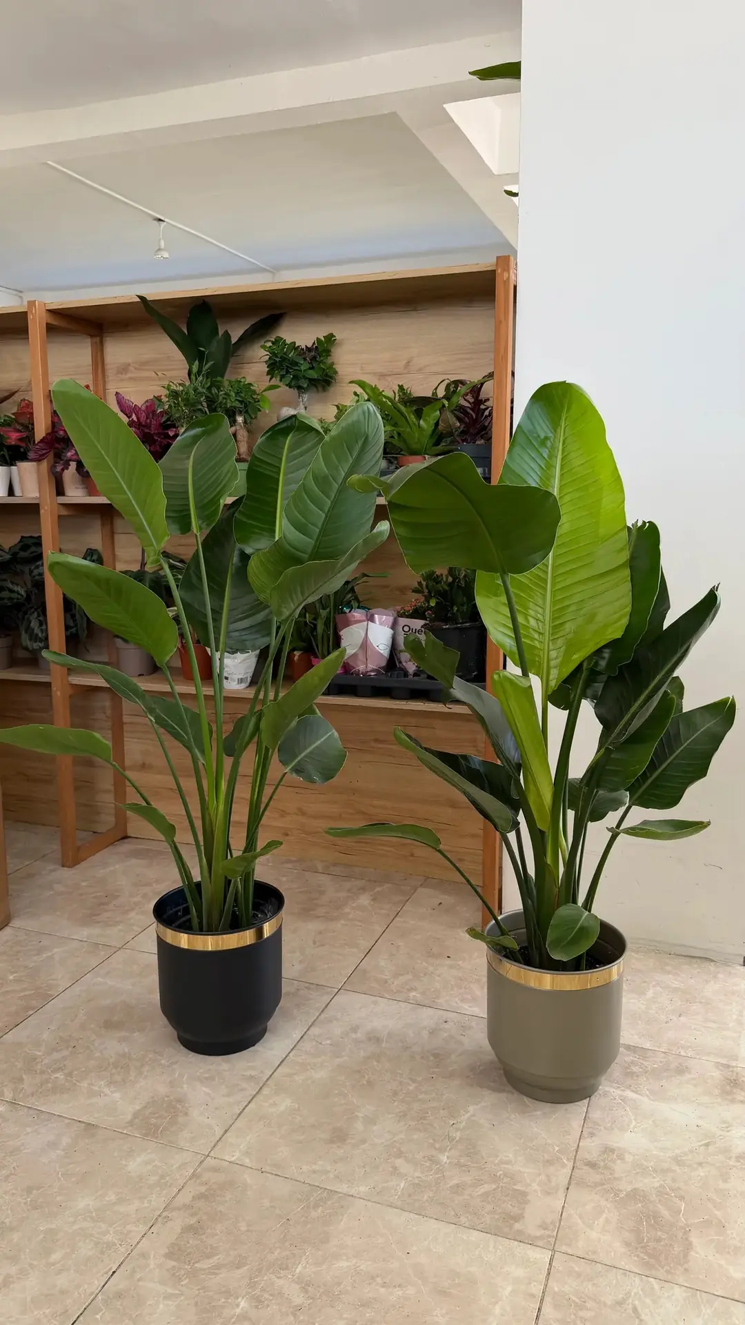 Starliçe (Strelitzia Nicolai) Bitkisi 3 Kök 120/ 140 cm  3