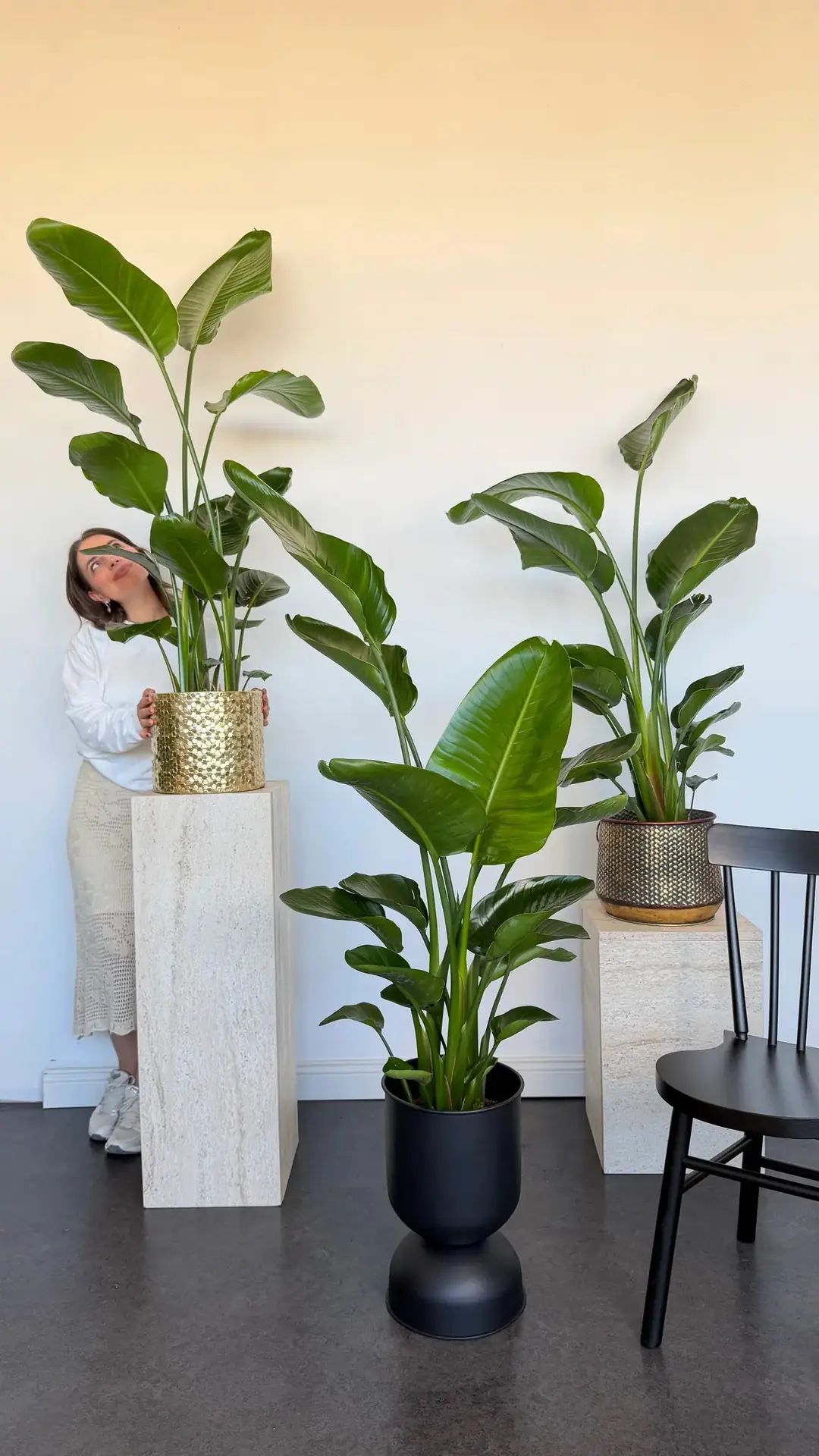Starliçe (Strelitzia Nicolai) Bitkisi 3 Kök 120/ 140 cm  5
