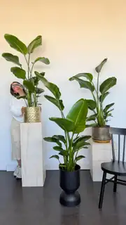 Starliçe (Strelitzia Nicolai) Bitkisi 3 Kök 120/ 140 cm  5