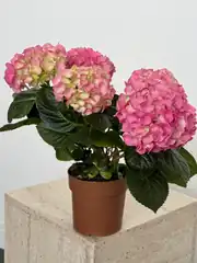 Ortanca (Hydrangea) Bitkisi Koyu Pembe 2