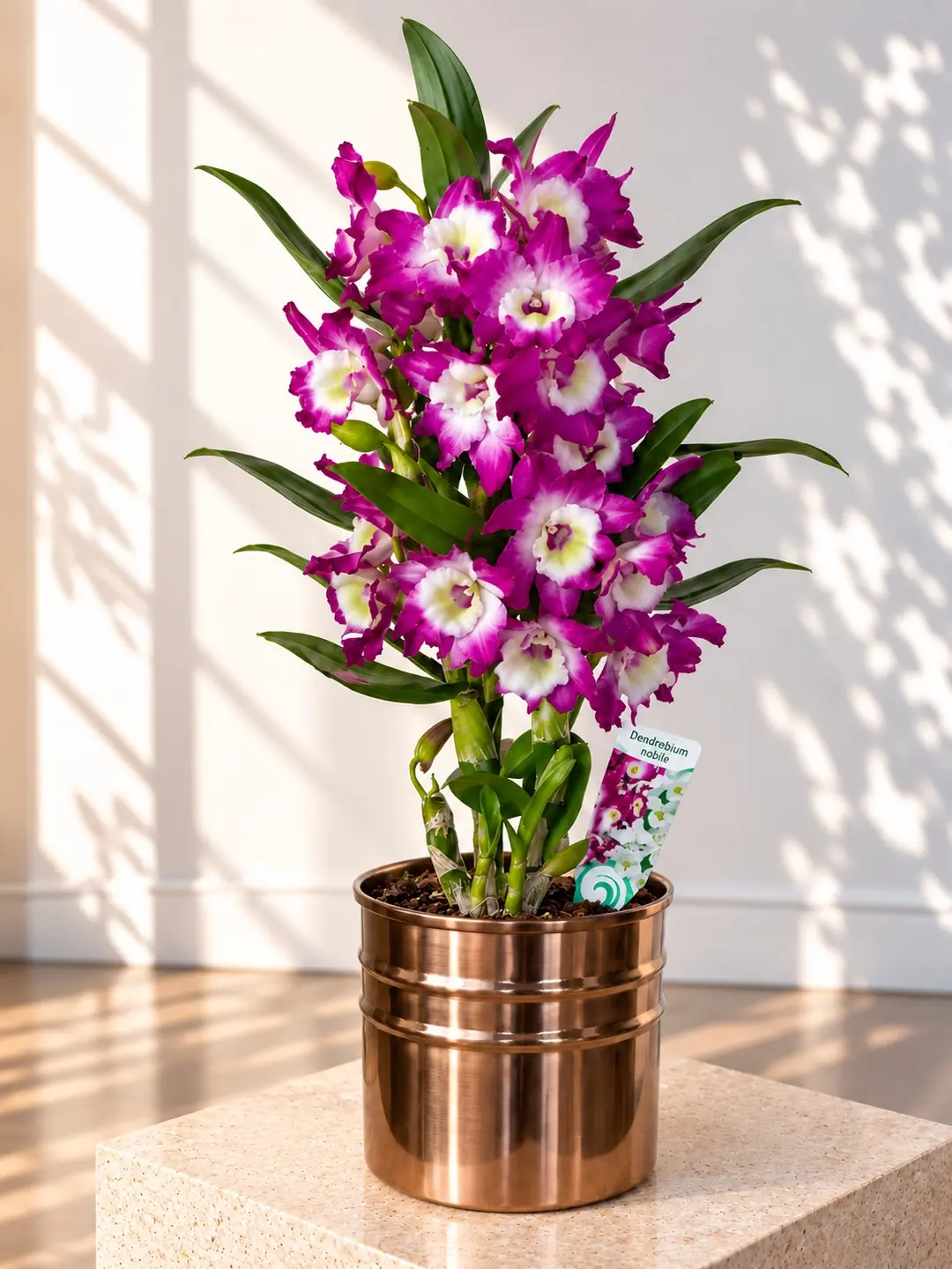 Dendrobium Mor Orkide