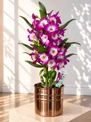 Dendrobium Mor Orkide 1