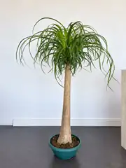 Nolina Bitkisi Tek Gövdeli ( 125-130 cm ) 2
