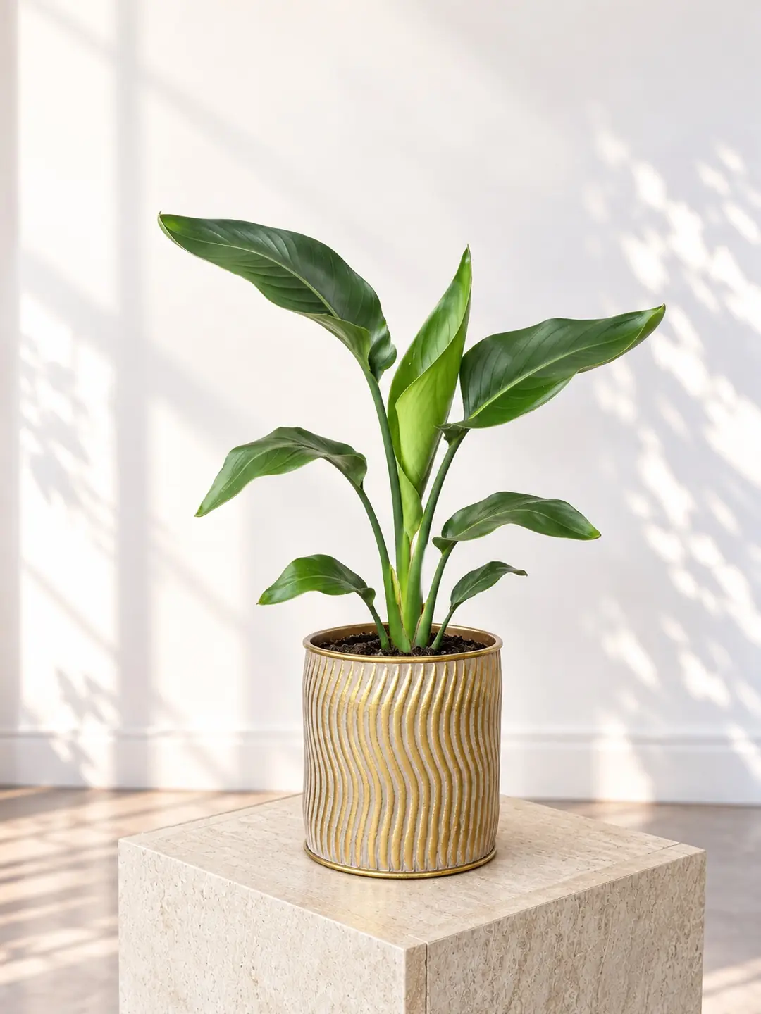  Starliçe (Strelitzia Nicolai) Bitkisi 40- 50 cm 