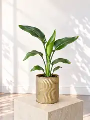  Starliçe (Strelitzia Nicolai) Bitkisi 40- 50 cm  1