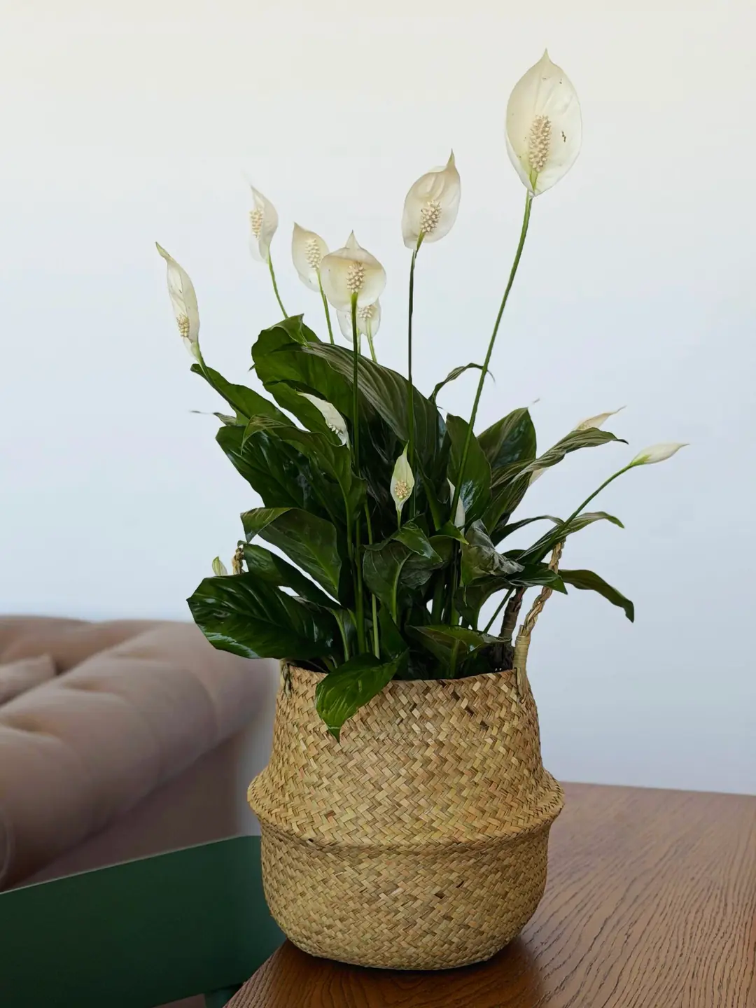 Barış Çiçeği ( Spathiphyllum )