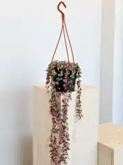 Kalp Kalbe Karşı Çiçeği - Ceropegia Woodii Variegata 2
