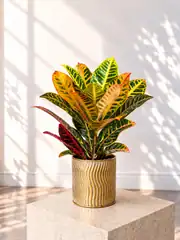 Masa Boy Kroton Bitkisi ( Codiaeum Variegatum ) 1