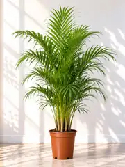 Areka Palmiyesi ( Dypsis Lutescens ) 170-190 cm İthal Sık Köklü 2