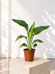  Starliçe (Strelitzia Nicolai) Bitkisi 40- 50 cm  2
