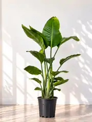 Starliçe (Strelitzia Nicolai) Bitkisi 3 Kök 120/ 140 cm  2