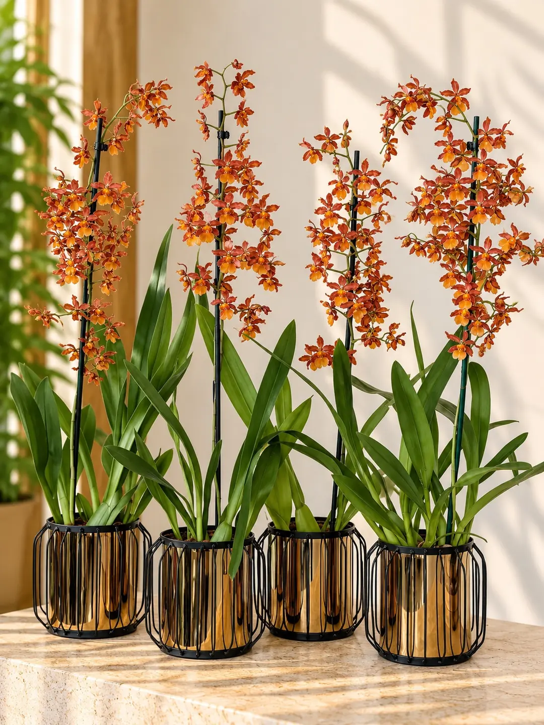 Nadir Cambria (Oncidium) Orkide – Turuncu Bakır Tonlu Koleksiyon Türü