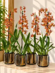 Nadir Cambria (Oncidium) Orkide – Turuncu Bakır Tonlu Koleksiyon Türü 1