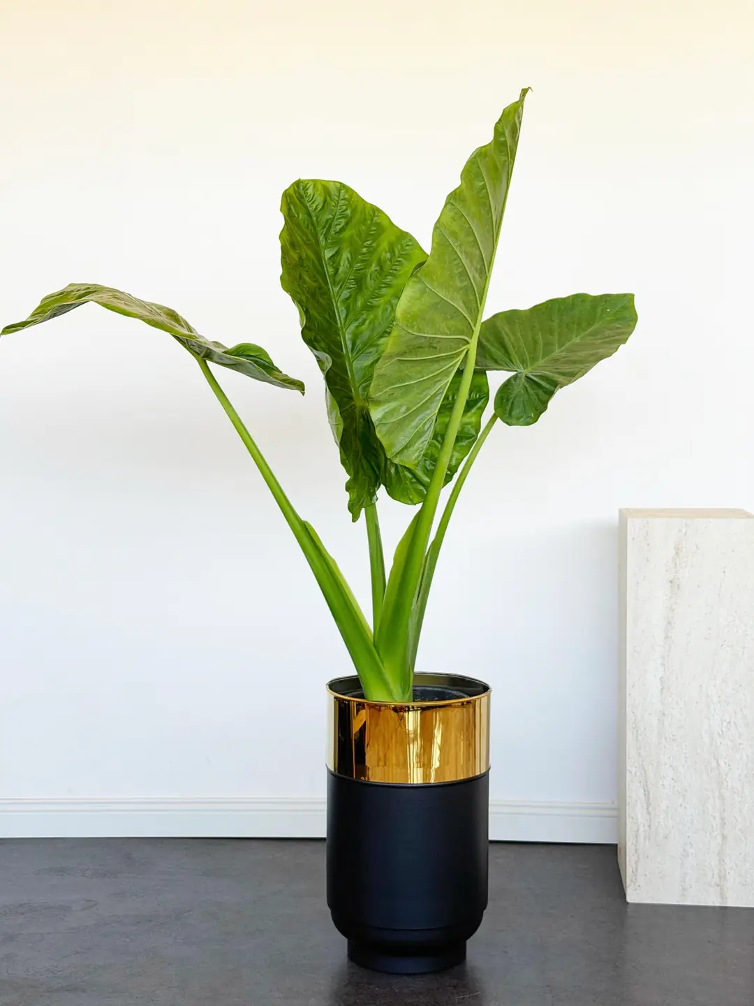 Alocasia Macrorrhizos – 150 cm Anaç Fil Kulağı | Premium Salon Bitkisi