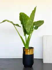 Alocasia Macrorrhizos – 150 cm Anaç Fil Kulağı | Premium Salon Bitkisi 1