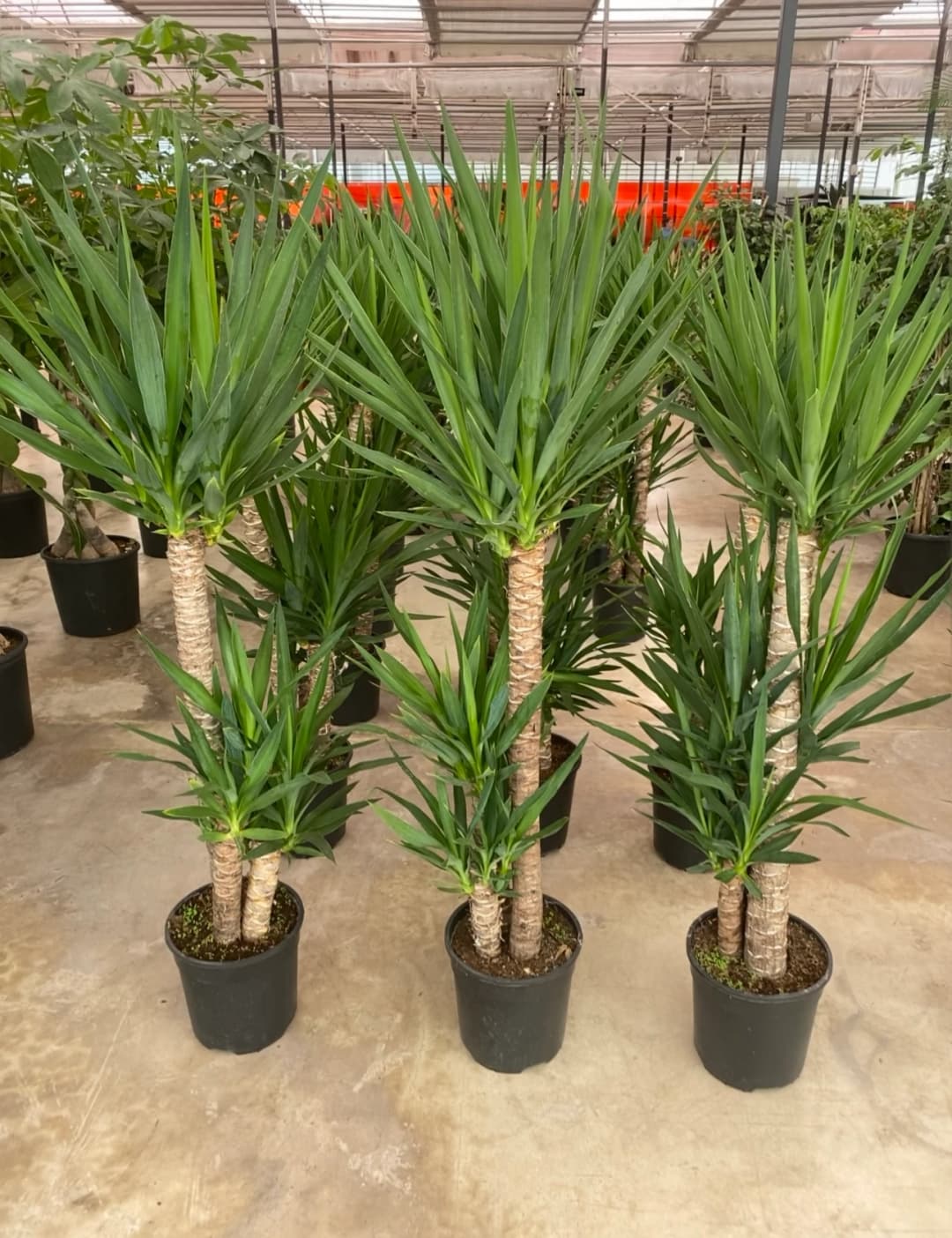 Yucca ( Yuka ) Bitkisi 3 Gövdeli 130-140 cm 6