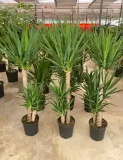 Yucca ( Yuka ) Bitkisi 3 Gövdeli 130-140 cm 6