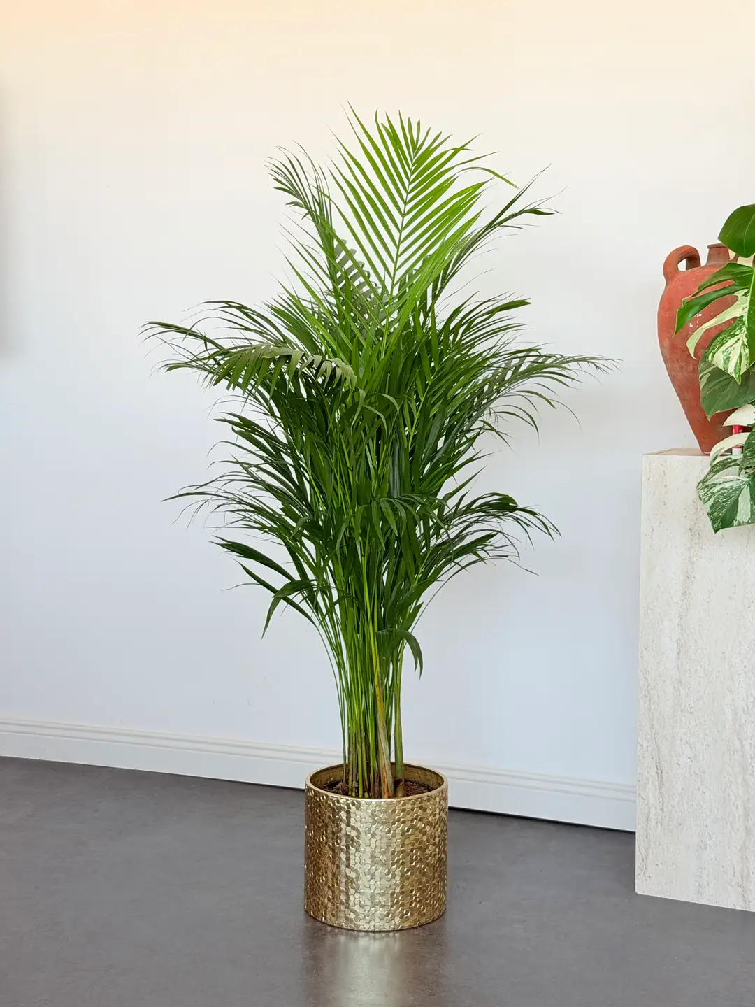 Areka Palmiyesi ( Dypsis Lutescens ) 120–130 cm İthal Sık Köklü
