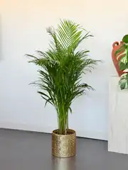 Areka Palmiyesi ( Dypsis Lutescens ) 120–130 cm İthal Sık Köklü 1