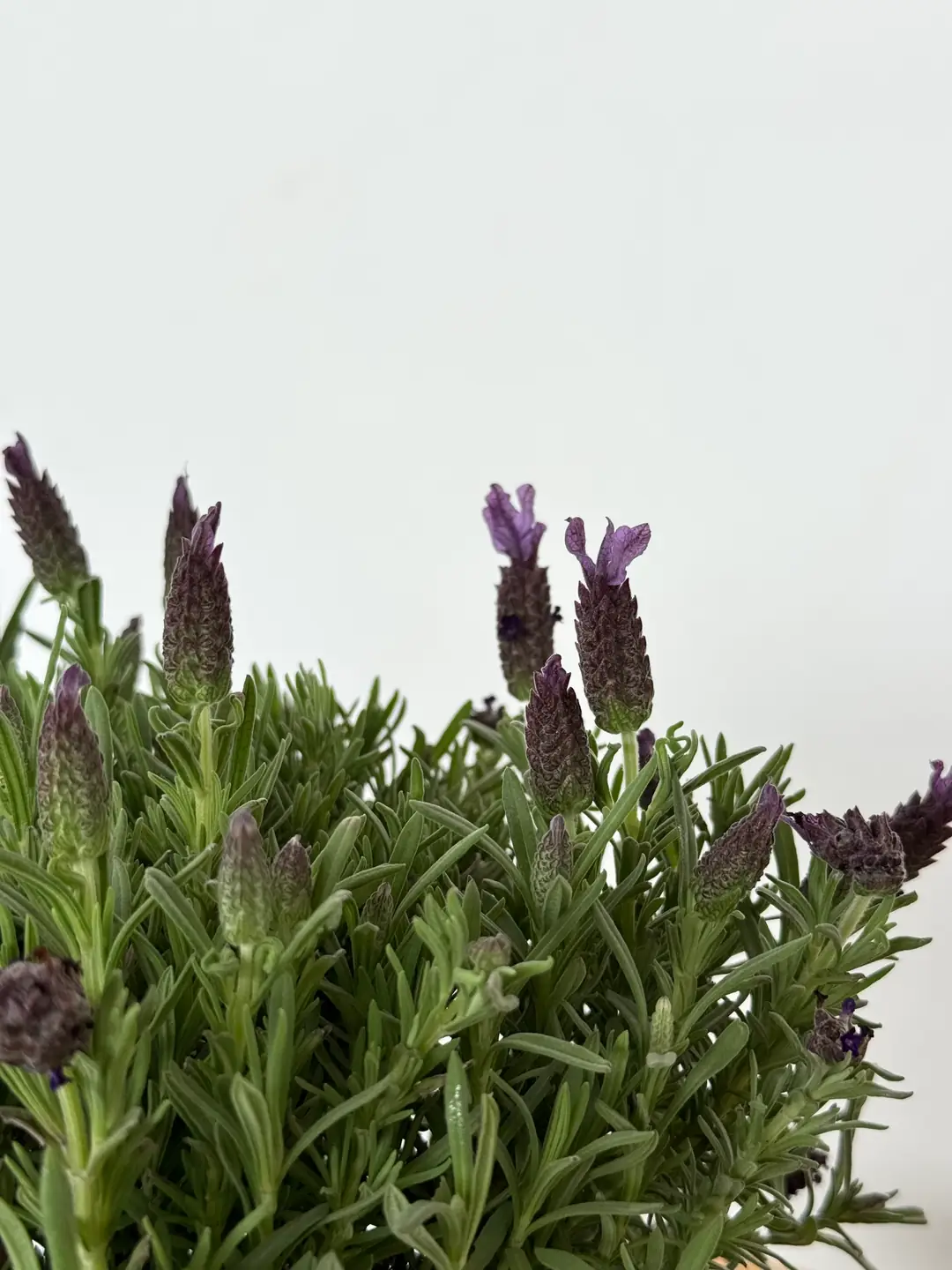 Lavanta ( Lavander ) Çiçeği 3