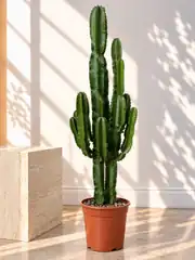 Euphorbia Kaktüs 130 cm 2