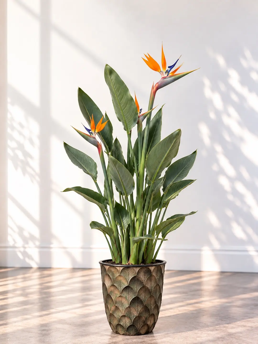Starliçe ( Cennet Kuşu Çiçeği ) Strelitzia Reginae