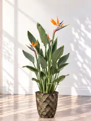 Starliçe ( Cennet Kuşu Çiçeği ) Strelitzia Reginae 1