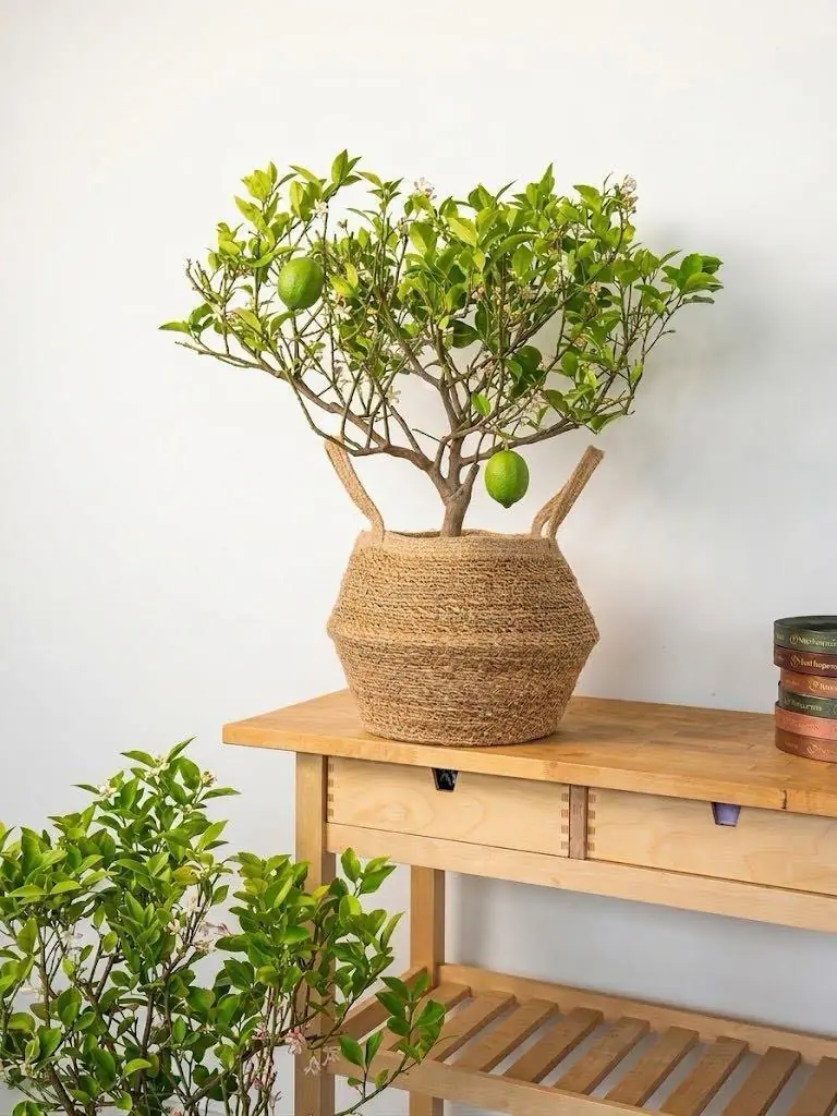 Limon Yediveren 60-70 cm