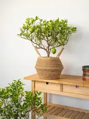 Limon Yediveren 60-70 cm 1