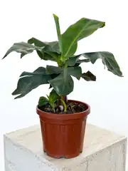 Muz Bitkisi ( Banana Plant ) 60 cm  2