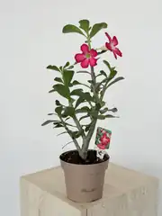 Adenium Obesum ( Çöl Gülü ) 2