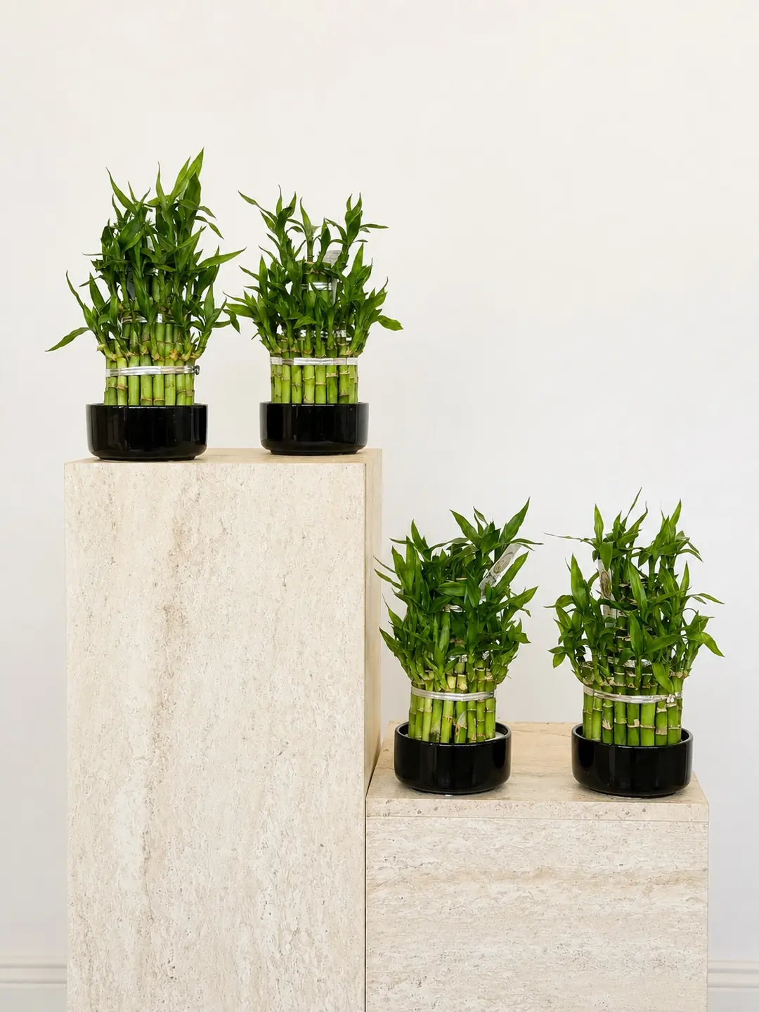 Şans Bambusu ( Lucky Bamboo ) - Seramik Saksıda