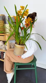Cymbidium Orkide  5