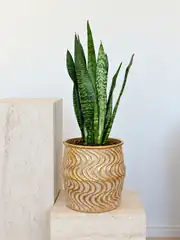 Kılıç Çiceği (Sanseveria Zeylenica -Peygamber Kılıcı-Paşa Kılıcı) Koyu Yeşil 65 -70cm 1