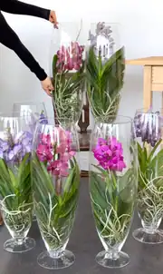 Vanda Orkide ( Hava Bitkisi ) Cam Vazoda 1