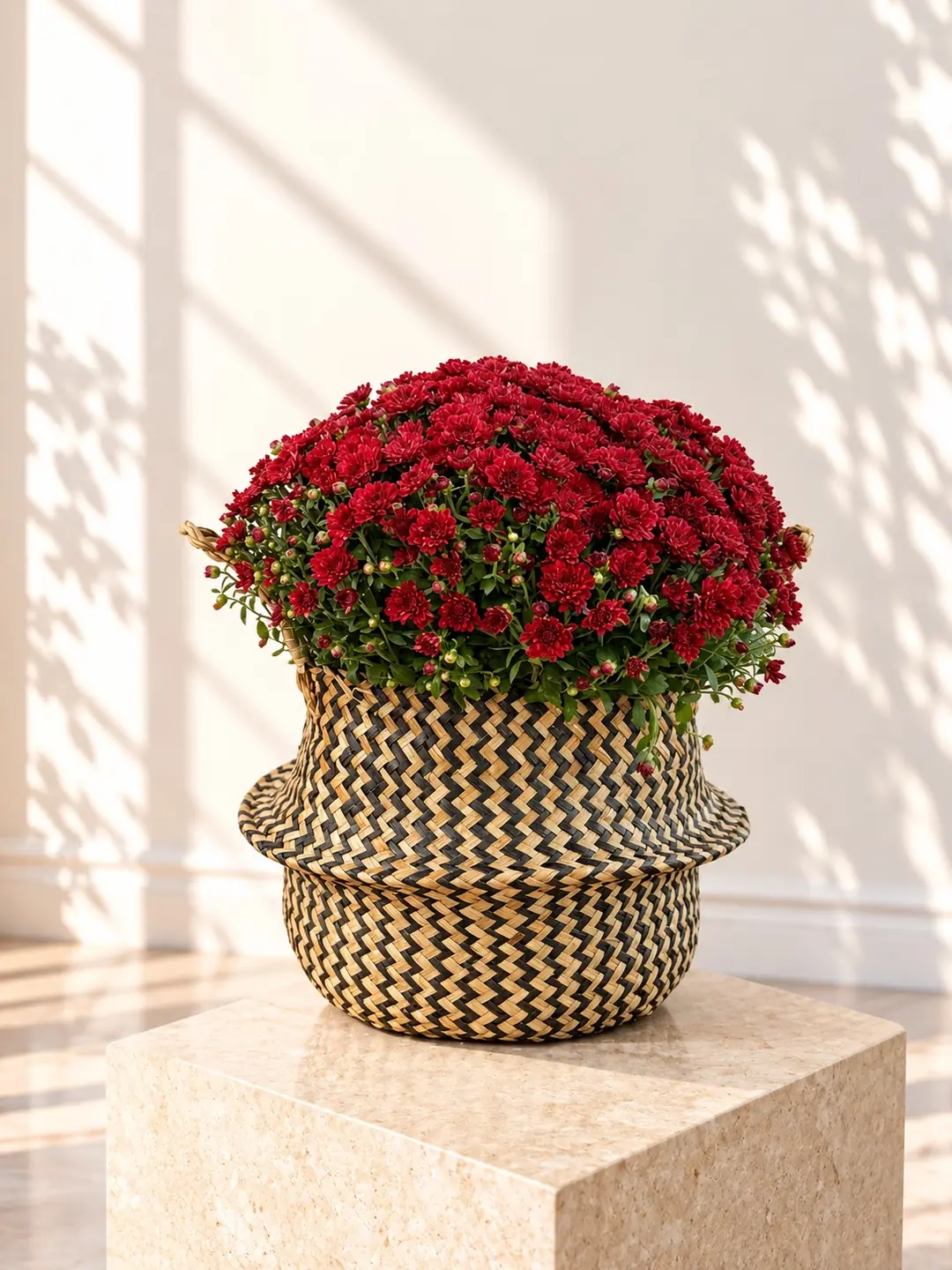 XXL Kasımpatı Bordo (Chrysanthemum morifolium)